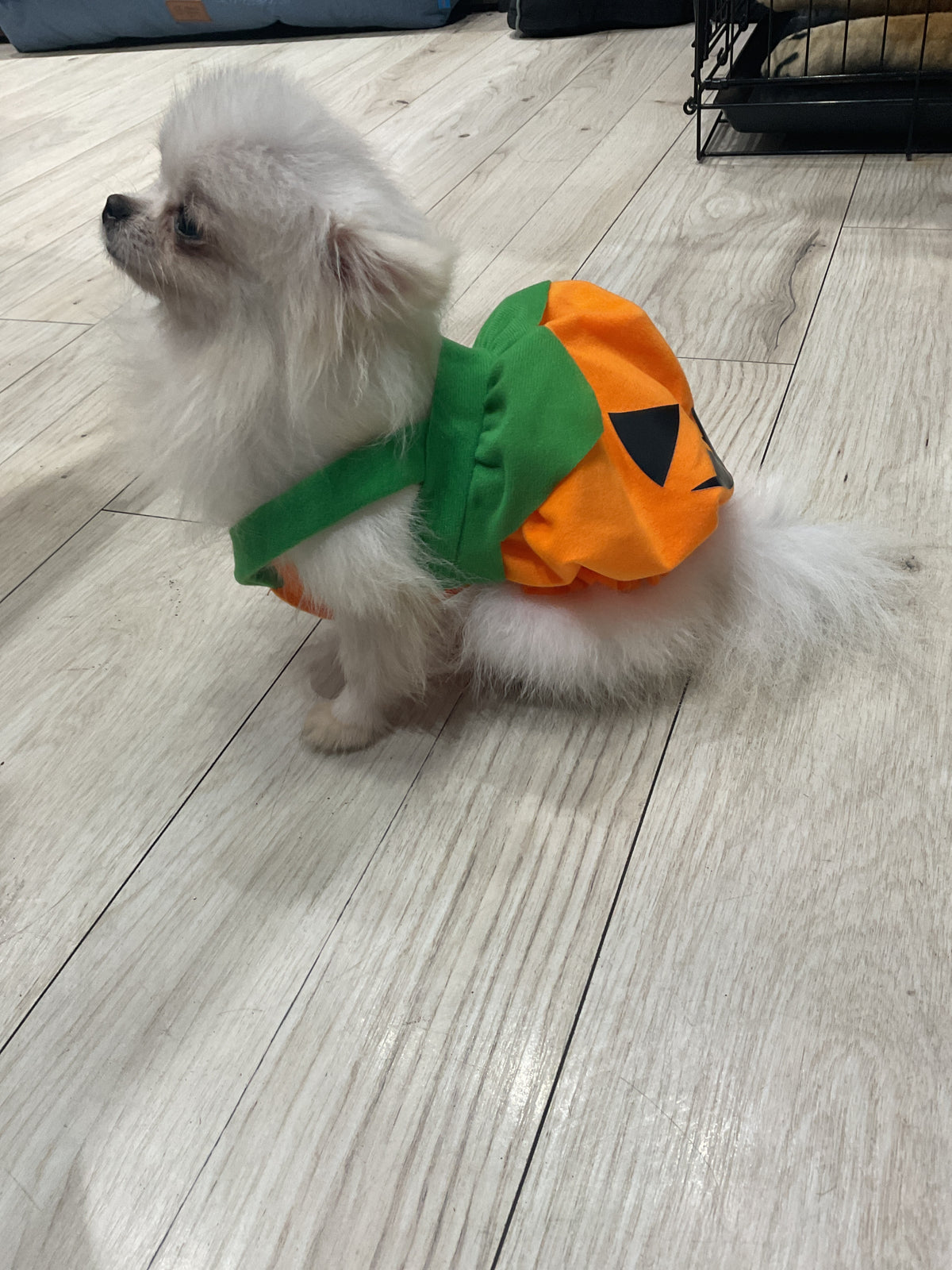 Traje de calabaza