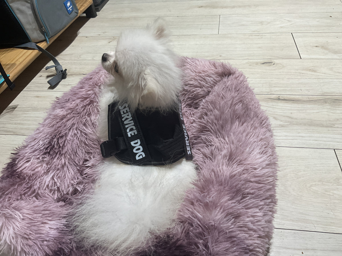Pechera service dog