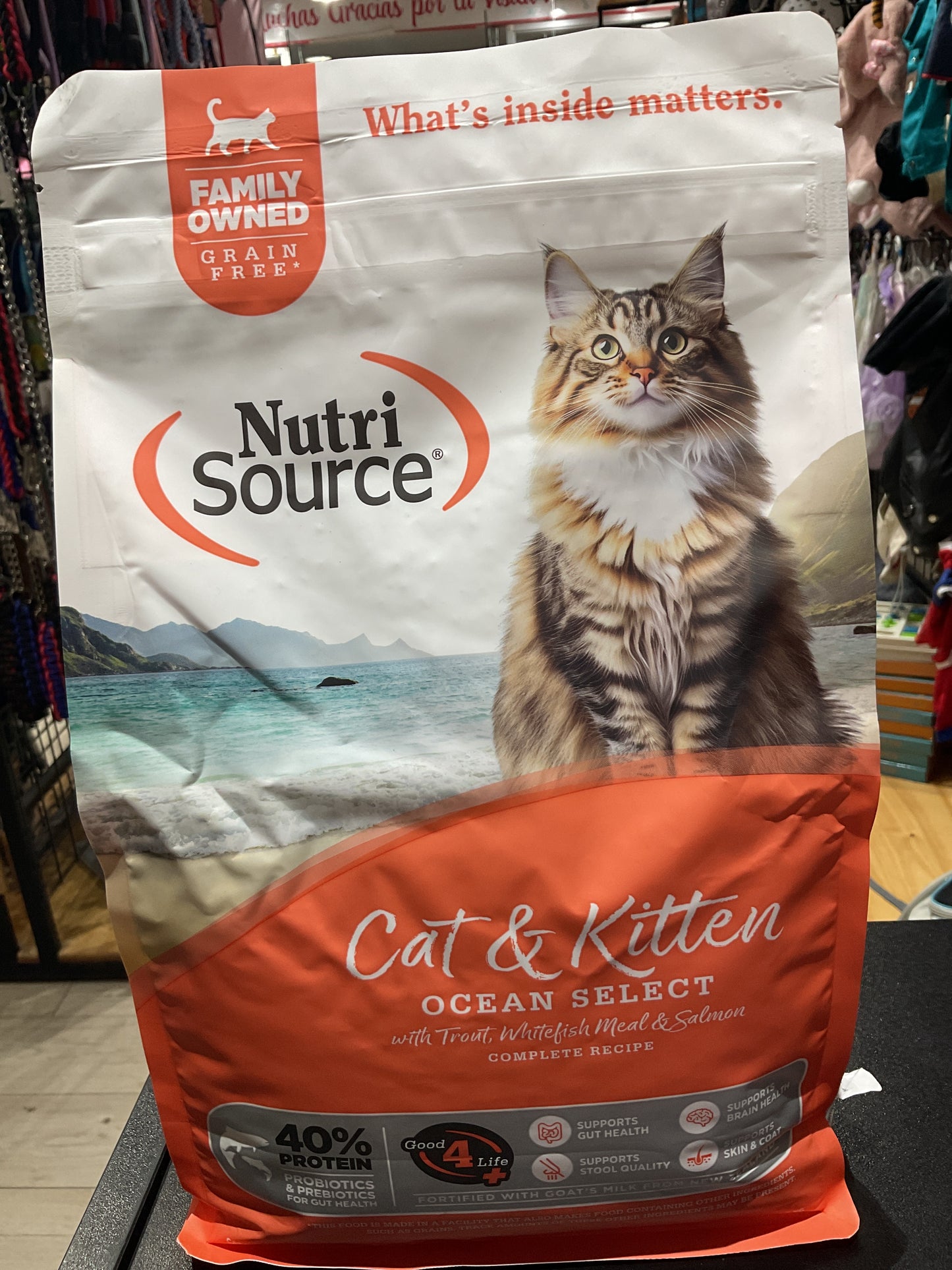 Cat kitten ocean selec