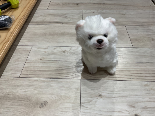 Peluche blanco pome